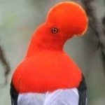 image of bird