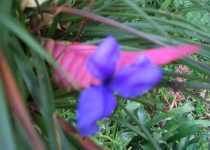 image of flower