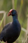 image of european_gallinule #15