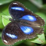 image of animal