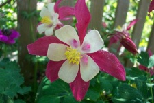 image of flower