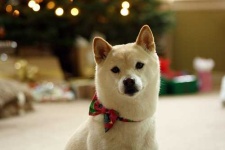 image of animal