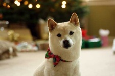 image of shiba_inu #11