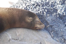 image of animal
