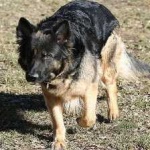 image of german_sheperd #25