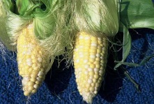 image of ear_corn #27