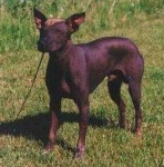 image of mexican_hairless