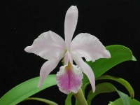 image of flower