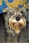 image of standard_schnauzer #20