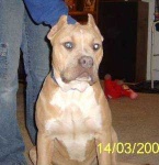 image of animal