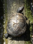 image of terrapin