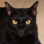 image of animal