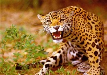 image of jaguar_car