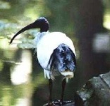 image of ibis
