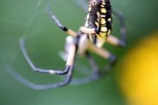 image of black_and_gold_garden_spider #9