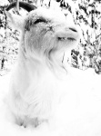 image of animal