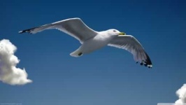 image of seagull