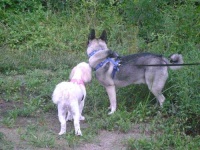 image of norwegian_elkhound