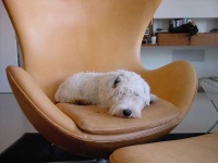 image of sealyham_terrier