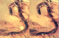 image of nematode