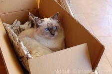 image of animal