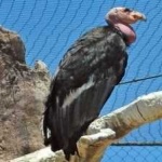 image of bird
