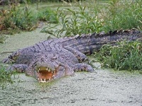 image of crocodile