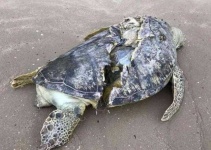 image of animal