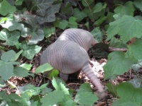 image of armadillo