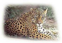 image of jaguar_car