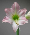 image of flower