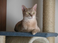 image of animal