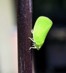 image of leafhopper #16