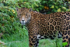image of jaguar_car