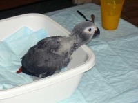 image of african_grey #14