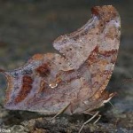 image of animal