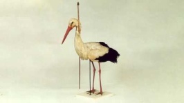 image of stork