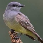 image of couchs_kingbird #26