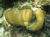 image of brain_coral #2