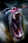 image of baboon