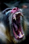 image of baboon #28