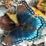 image of animal