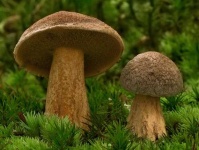 image of mushrooms
