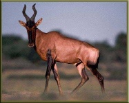 image of hartebeest