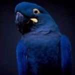 image of lears_macaw #0