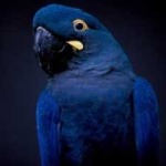 image of bird