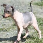 image of animal