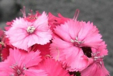 image of flower