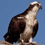 image of bird