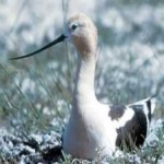 image of bird